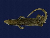 藏品(多稜南蜥)的圖片